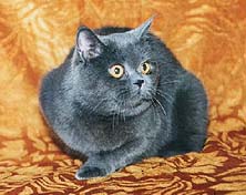 Британская кошка, окрас голубой.