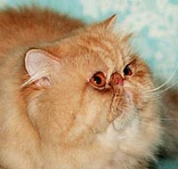 Кот экстремального типа,окрас-красный мрамор.