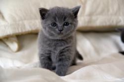 Кликните, чтобы увеличить фото