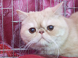 Экзотический короткошерстный кот Еванс-Самуэль Дель Кастро, вл. Лебединская С.П.