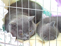 Британский короткошерстный кот Шрек (слева)