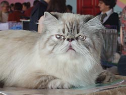 Персидская кошка Вэллари Sago Caprice (вл. Павлова А.В.)