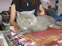 Британский короткошерстный кот О'Ричард (вл. Халикова А.А.)